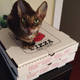 Illustration for article titled Update on my skinny kitty